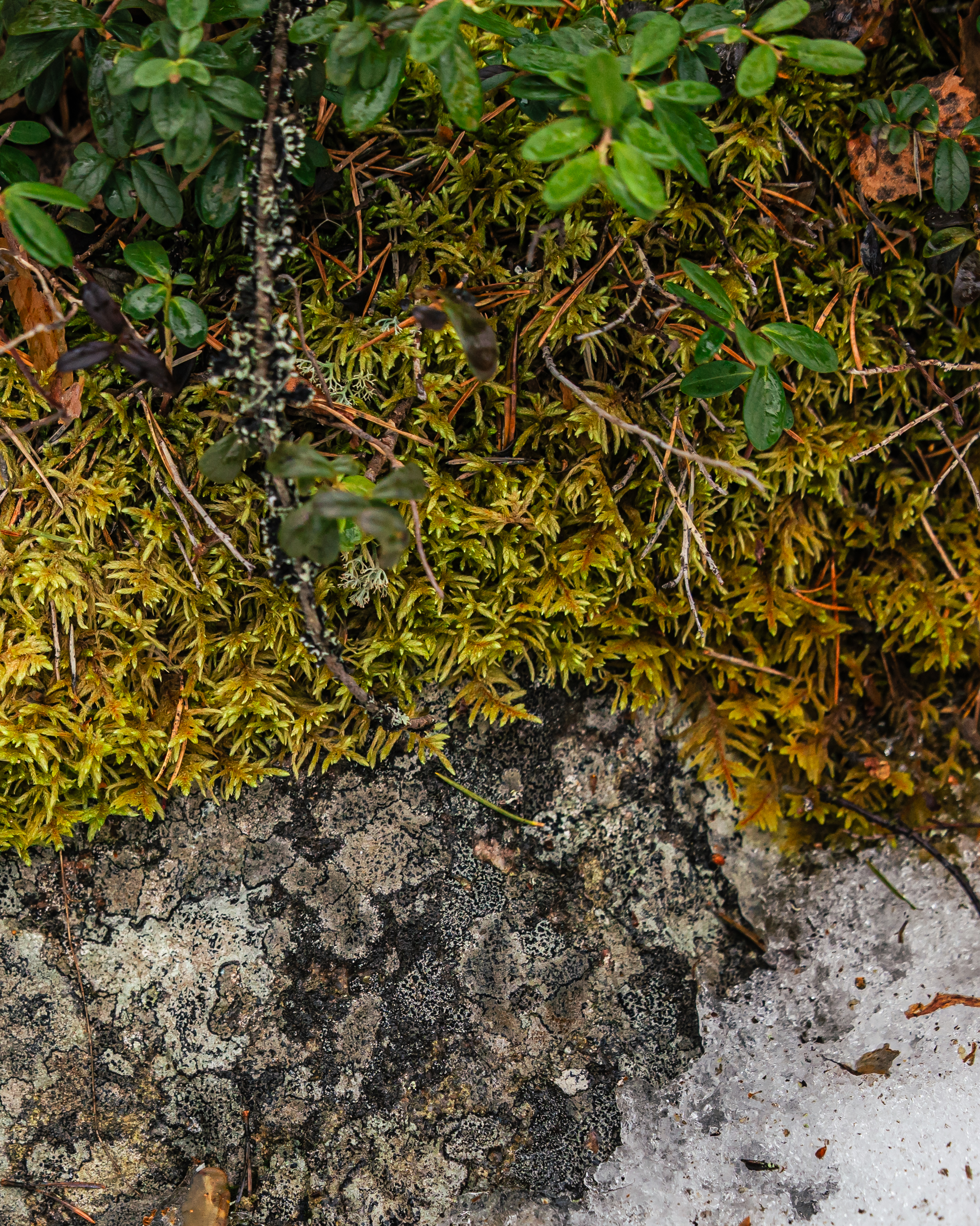 Skýra Retreat – luxury boutique hotel in Rovaniemi, combining Nordic spa, seasonal Signature Retreats and Arctic Lapland experience.